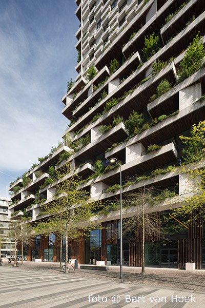 Wonderwoods (2/6), foto Bart van Hoek
